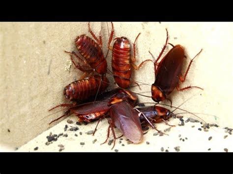 What's the differ3ence between a cockroach and a palmetto bug? Is a Palmetto Bug Really Just a Cockroach? - YouTube