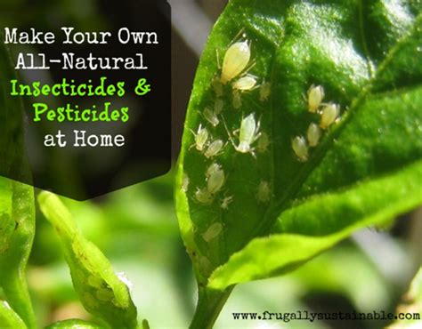 How to make your own pesticide. Herbs Health & Happiness How to Make Your Own All-Natural Insecticides and Pesticides - Herbs ...
