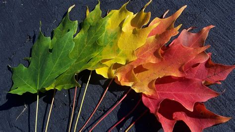 Colorful Leaves Spectrum Of Autumn