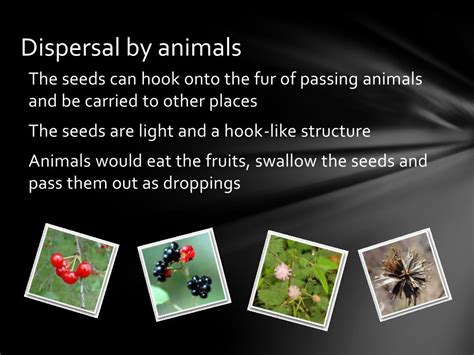 Ppt Seed Dispersal Powerpoint Presentation Free Download Id4239899