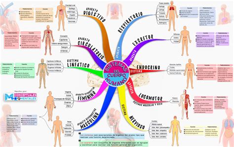 Mapa Mental De Los Sistemas Y Aparatos Del Cuerpo Humano
