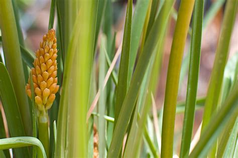 Free Images Field Lawn Leaf Flower Food Green Crop Botany