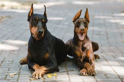 Are Female Doberman Pinschers Good With Cats