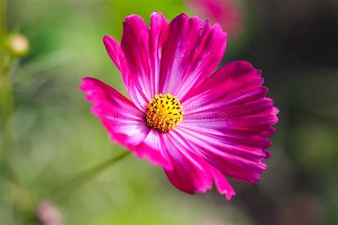 Mexican Aster Or Cosmos Colorful Flower Blooming In Garden Nature