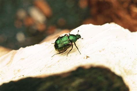 Noble Chafer Credit Matt Smith Unexpected Noble Chafer Discovery In
