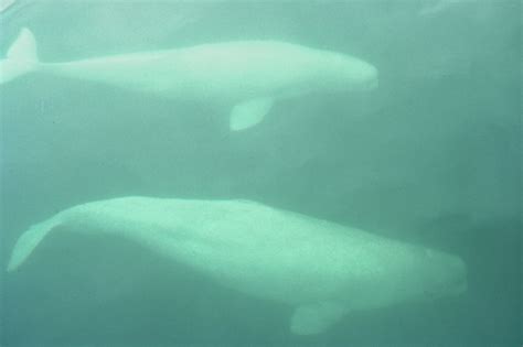 Beluga Bromance And 9 Other Facts For World Whale Day