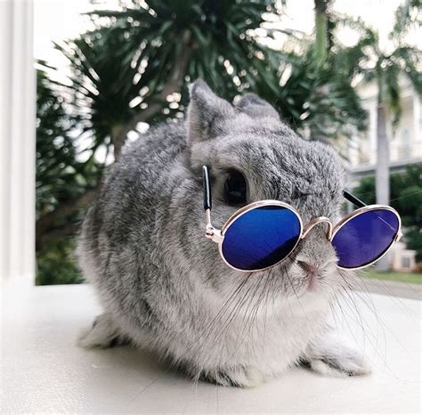 Rockstar Sunglasses For Rabbits And Bunnies Cute Baby Bunnies Cute