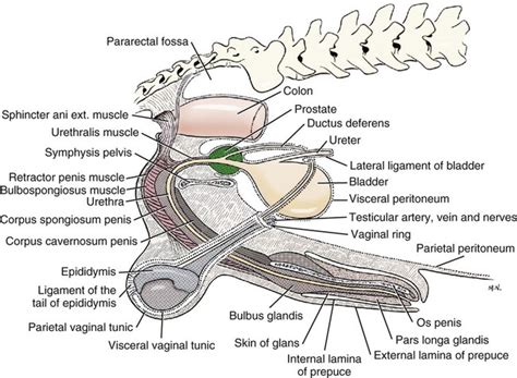 The Urogenital System Veterian Key