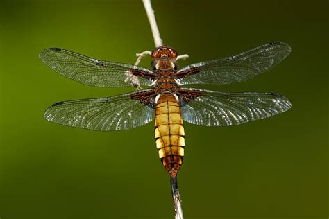 What Is A Dragonfly Life Cycle Identification And More