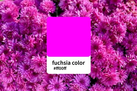 Everything You Should Know About Fuchsia Color Fotor