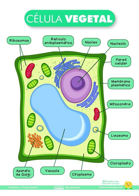 Funciones De La Celula Eucariota Vegetal Rela