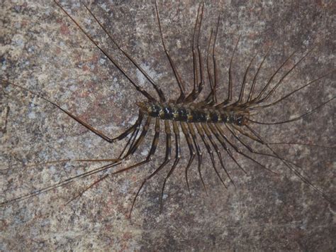 Long Legged Centipede Photo