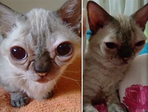 Beautiful animals with down syndrome prove that nothing can hold them back. Can Animals Have Down Syndrome? Here This Explanation and 20 Pictures Animals Who Have Down ...