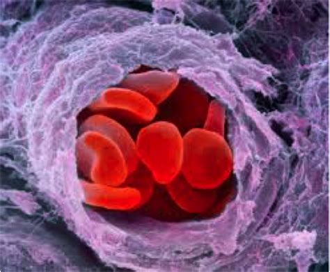 Supplement To Increase Red Blood Cell Production To Your Health