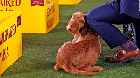 Westminster Dog Show 2021 Pekingese Named Wasabi Wins Best In Show Cnn