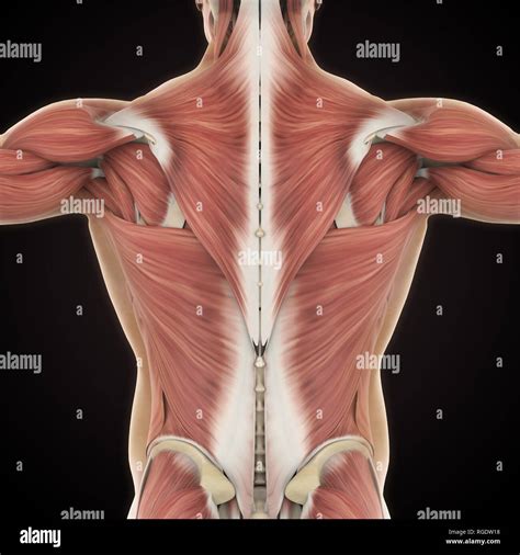Fascia Muscle Hi Res Stock Photography And Images Alamy