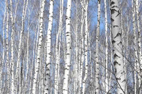 Black And White Birch Trees With Birch Bark In Birch Forest Stock Image