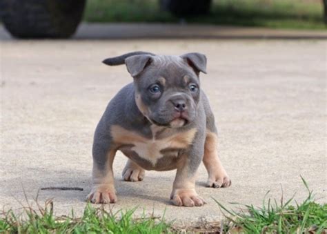 Speaking of pitbull puppies, we are definitely one of the best kennels. Tri Merle Bully Puppies For Sale - Happy Living