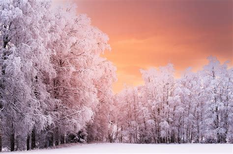 Winter Theme Background 35 Images