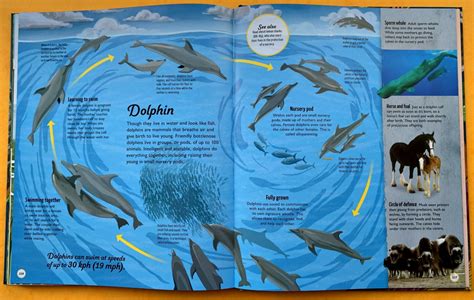Dolphin Life Cycle Facts Kyung Boisvert
