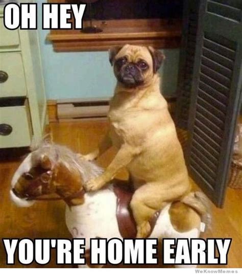 25 Funny Dog Memes