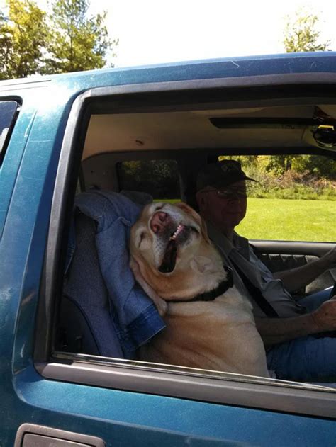 30 Times People Saw Dogs Acting Hilariously Strange In Cars And Just
