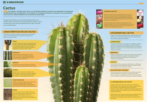 Taxonomia Origen De Los Cactus Y Su Distribucion En El Mundo Images