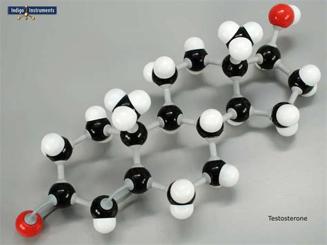 Testosterone Molecular Model Kit Assembled