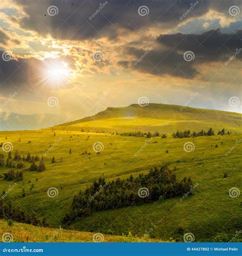 Pine Trees Near Valley In Mountains On Hillside At Sunset Stock Photo