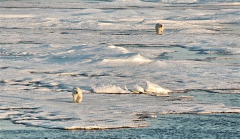 Polar Bears In Northern Greenland Are Doing Better At The Moment