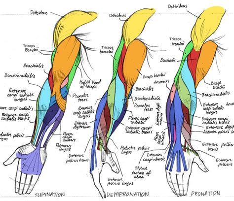 The 25 Best Arm Muscle Anatomy Ideas On Pinterest Arm
