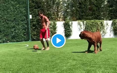 Lionel messi plays football with his pet dog hulk lionel messi even makes his pet dog hulk look silly they say a dog is a man's best friend, so lionel messi decided to spend valentine's day with. Video: Messi makes his dog look silly, Barcelona star skills