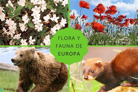 Flora Y Fauna De Europa Características Y Ejemplos
