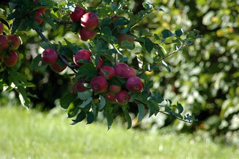 Beautiful Apple Tree Photos Incredible Snaps