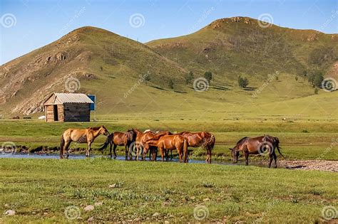 Herd Of Horses Drink Water On Central Mongolian Steppe Stock Image