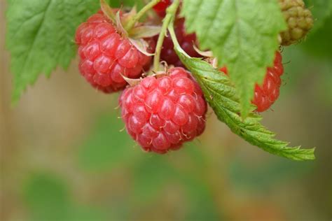 Free Images Fruit Berry Flower Food Produce Blackberry Shrub