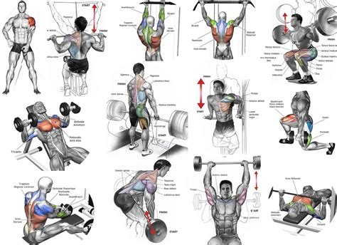 Top Muscle Building Workouts For Men All Bodybuilding