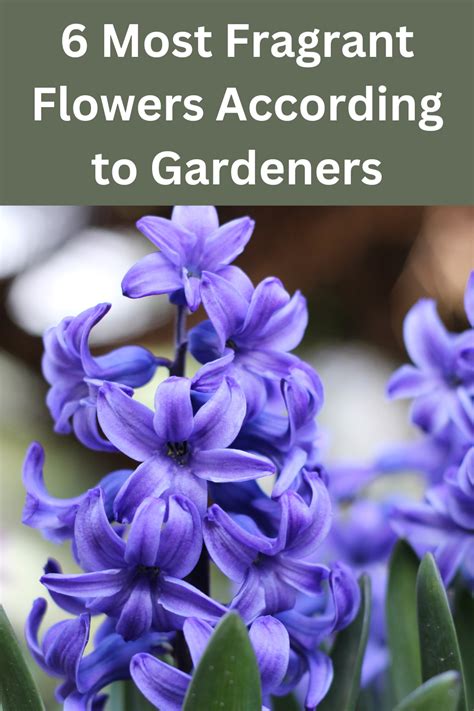 6 Most Fragrant Flowers According To Gardeners Fragrant Flowers