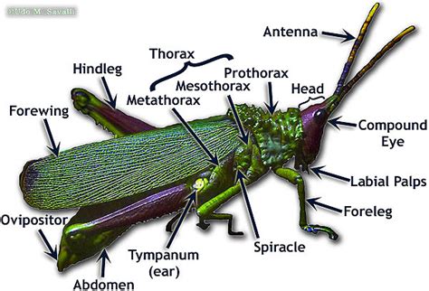 35 Diagram Of A Grasshopper With Label Labels Database 2020
