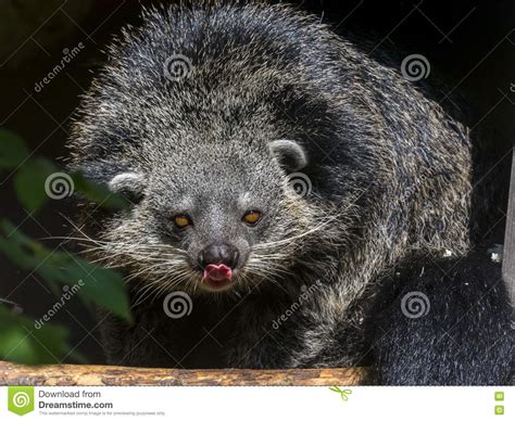 Bearcat Of Binturong Stock Image Image Of Mammal Asian 77515407