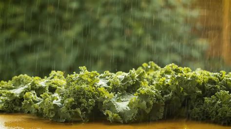 Fresh Lettuce In Water Spray Stock Video Motion Array