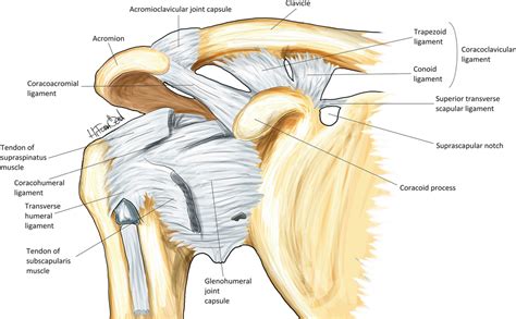 Shoulder Ligaments Joints Diagram Quizlet