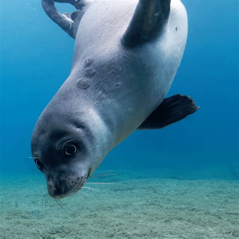 Mediterranean Monk Seal Kosamare Ngo
