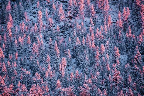 Pink Trees Photo By Jacob W Frank Rocky Mountain National Park