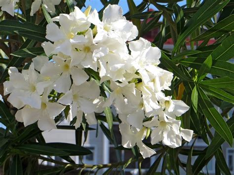 Белый Олеандр Цветок Фото Telegraph
