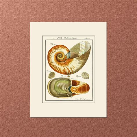 Nautilus Shell Print 137 By Martini Matted Art Print Natural Histor