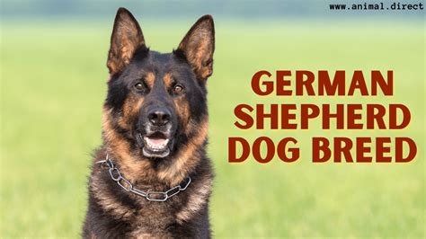 Should Read Before Adopt A German Shepherd Dog