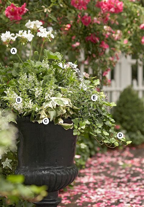 Perfect Container Pairings For Geraniums Better Homes And Gardens In
