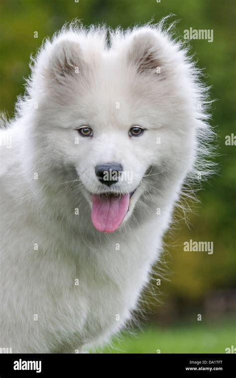 White Samoyed Dog Portrait Hi Res Stock Photography And Images Alamy