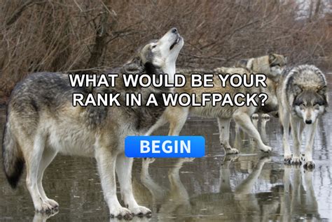 Pin On Wolf Pack